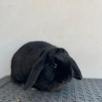 Cucciola ariete nano cost regal