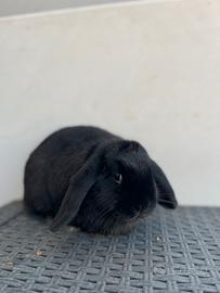 Cucciola ariete nano cost regal