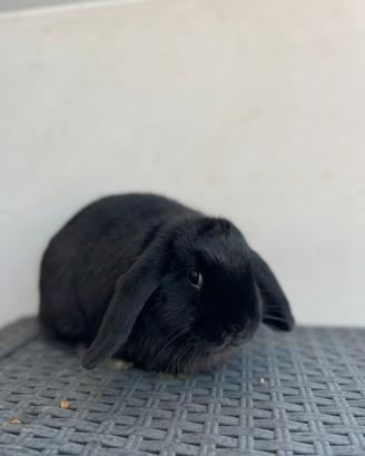 Cucciola ariete nano cost regal