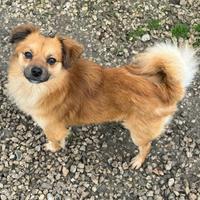 Cornelio 1 anno taglia piccola