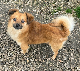 Cornelio 1 anno taglia piccola