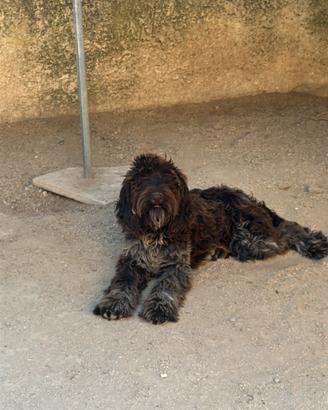 Cane Drathaar femmina