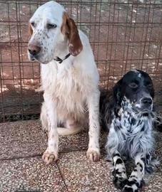 Cuccioli du setter inglese