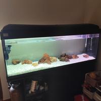 acquario