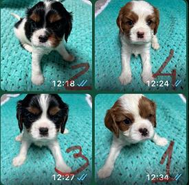 Cuccioli Cavalier King Charles Spaniel - Milano