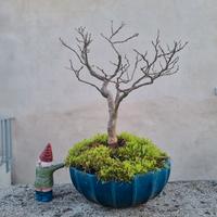 Bonsai di Lagestroemia 15 anni