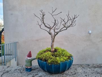 Bonsai di Lagestroemia 15 anni