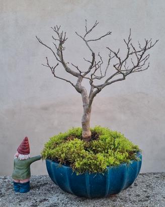 Bonsai di Lagestroemia 15 anni