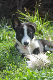Cucciola femmina di Border collie