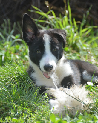 Cucciola femmina di Border collie