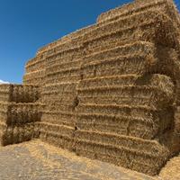 Paglia di grano duro