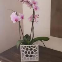 Vaso / Coprivaso per Orchidee NUOVO