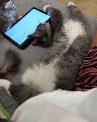 Spledidi cuccioli maine coon con pedigree