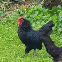 Gallina e gallo americano