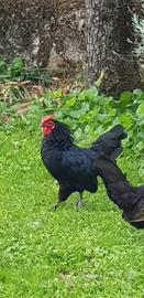 Gallina e gallo americano