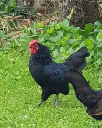 Gallina e gallo americano