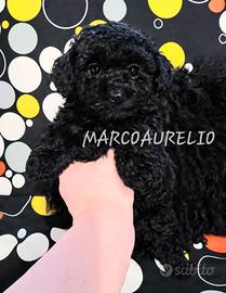 Barboncini toy/minitoy