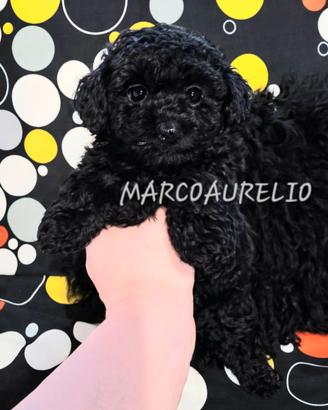 Barboncini toy/minitoy