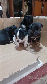 Cuccioli di pincher mini