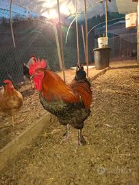 Galli/ galline