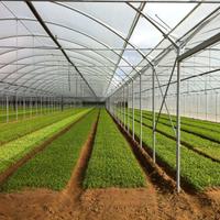 Serre agricole professionali – Produzione diretta