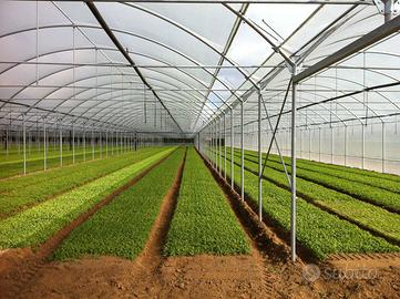 Serre agricole professionali – Produzione diretta