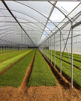 Serre agricole professionali – Produzione diretta