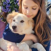 Cucciolo taglia media mix maremmano