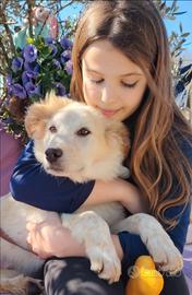 Cucciolo taglia media mix maremmano