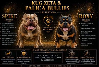 American bully