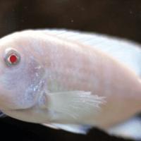 Metriaclima albino