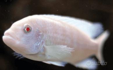 Metriaclima albino