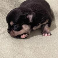 Cucciolo di Chihuahua nera Pelo Corto con Pedigree