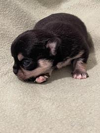 Cucciolo di Chihuahua nera Pelo Corto con Pedigree