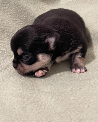 Cucciolo di Chihuahua nera Pelo Corto con Pedigree