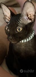 Sphynx