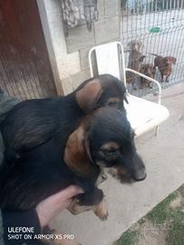 Bassotti tedeschi nani pelo duro