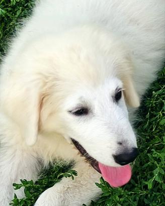 Disponibili Cuccioli pastore maremmano abruzzese