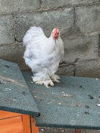 Galline ornamentali