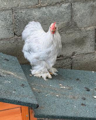 Galline ornamentali