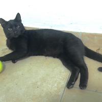 Micini