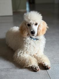 Cucciola di barboncino nano