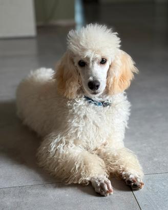 Cucciola di barboncino nano