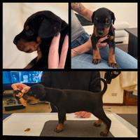 Cucciolo Dobermann