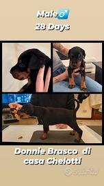 Cucciolo Dobermann
