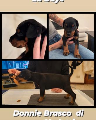 Cucciolo Dobermann