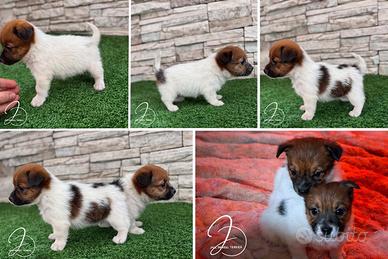 Jack russel con Pedegree