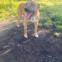 Cane maschio