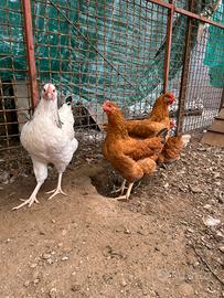 Polli e galline