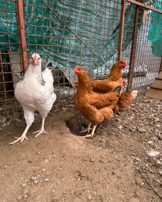 Polli e galline